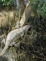 Varanus salvator macromaculatus