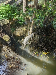 Varanus salvator macromaculatus
