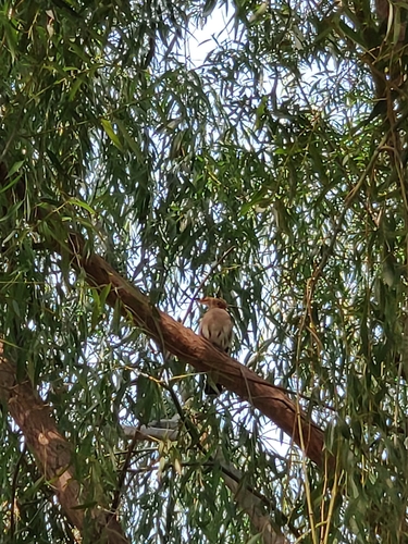 Common Hoopoe