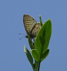 Leptotes marina