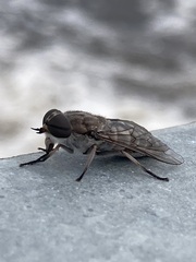 Tabanus trimaculatus