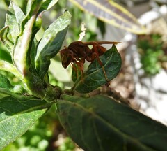 Polistes major