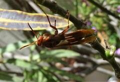 Polistes major