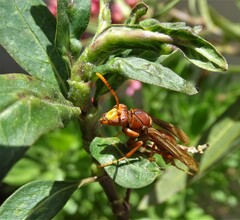 Polistes major
