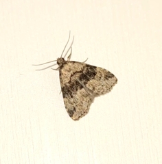 Dyspyralis illocata