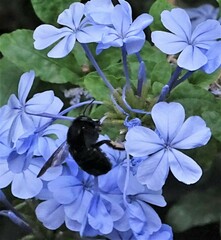 Xylocopa tabaniformis melanura