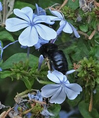 Xylocopa tabaniformis melanura