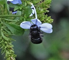 Xylocopa tabaniformis melanura