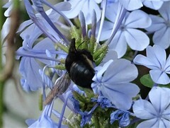 Xylocopa tabaniformis melanura