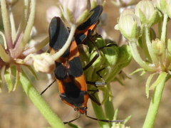 Oncopeltus fasciatus