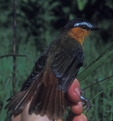 Sheppardia polioptera