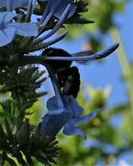 Xylocopa tabaniformis melanura