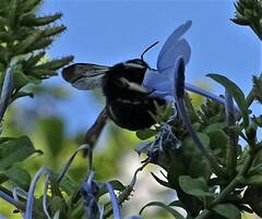 Xylocopa tabaniformis melanura