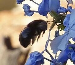 Xylocopa tabaniformis melanura
