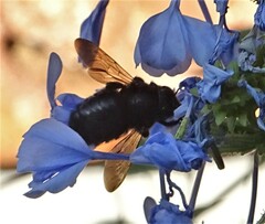 Xylocopa tabaniformis melanura