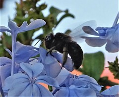 Xylocopa tabaniformis melanura