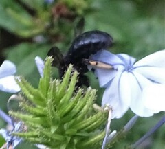 Xylocopa tabaniformis melanura