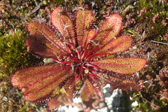 Drosera bulbosa