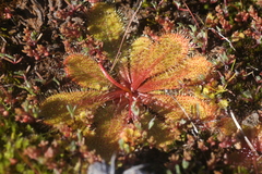 Drosera bulbosa