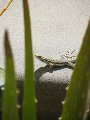 Uta stansburiana elegans