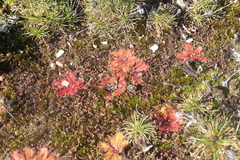 Drosera bulbosa