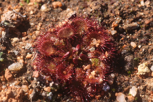 Drosera andersoniana (Drosera andersoniana)