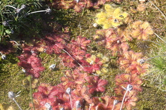 Drosera bulbosa