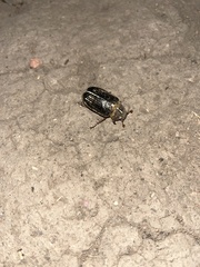 Phyllophaga lanceolata