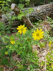 Silphium asteriscus