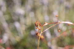 Drosera subhirtella