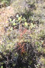 Drosera subhirtella