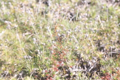 Drosera subhirtella