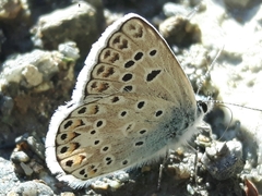 Polyommatus escheri