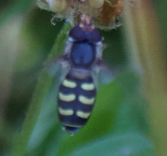 Lapposyrphus