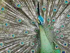 Pavo muticus
