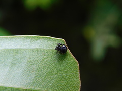 Araneus nox