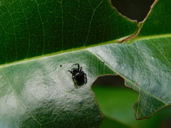 Araneus nox