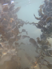 Carpophyllum flexuosum