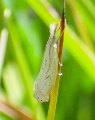 Crambus gausapalis