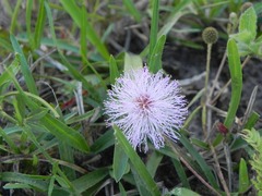 Mimosa hirsutissima