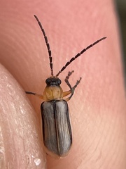 Diabrotica longicornis