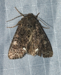 Melanchra pulverulenta