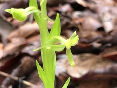 Platanthera brevifolia