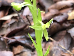Platanthera brevifolia