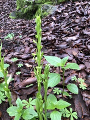 Platanthera brevifolia