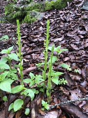 Platanthera brevifolia