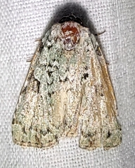Leuconycta