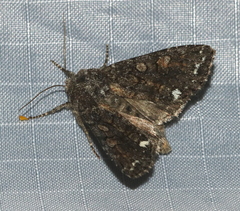 Melanchra pulverulenta