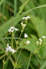 Galium rivale