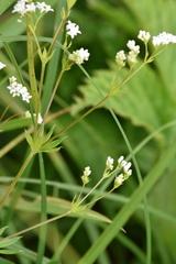 Galium rivale
